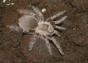 Eupalaestrus campestratus